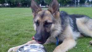 Než krmení německého ovčáka